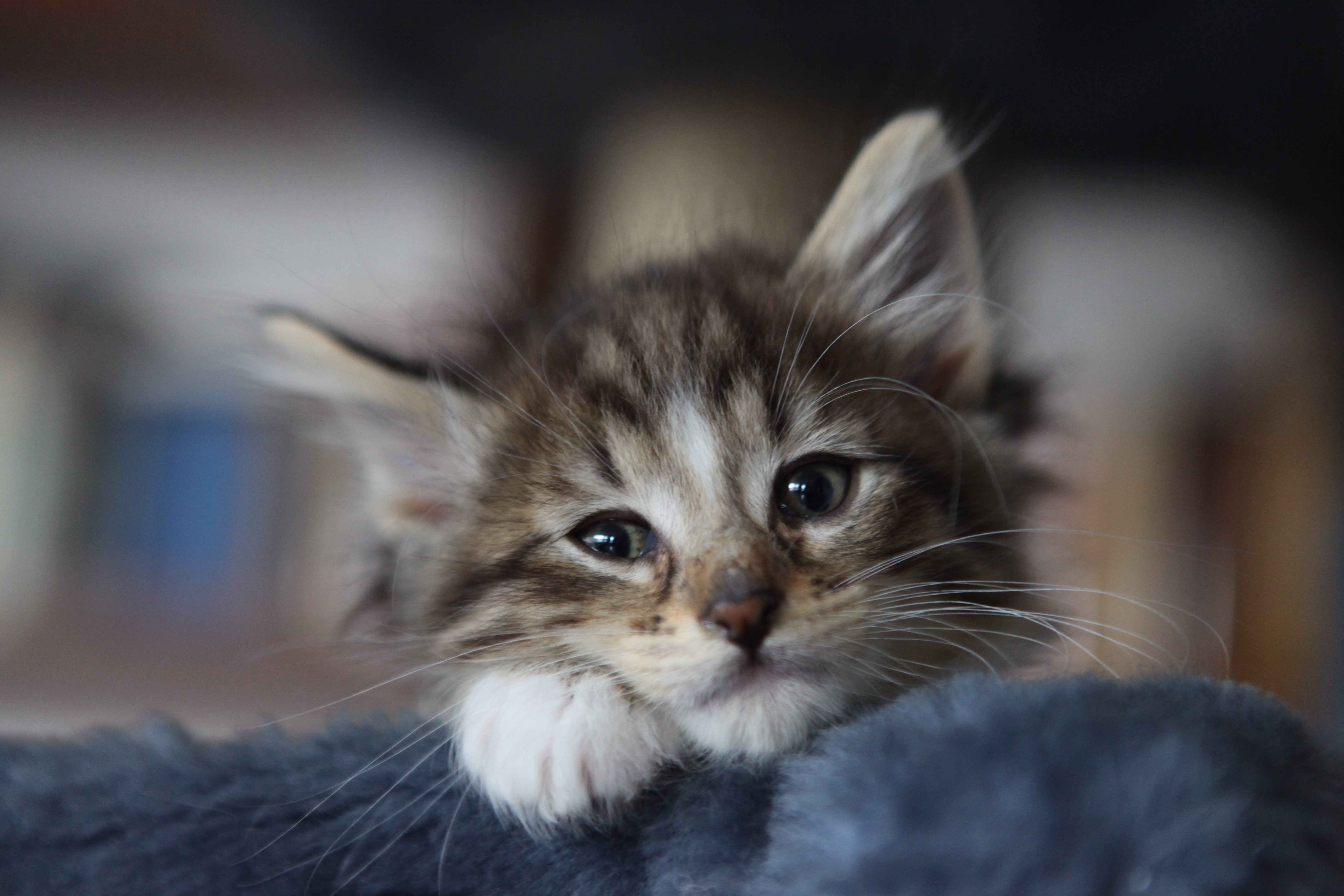 3923388069_03d3947f17_o