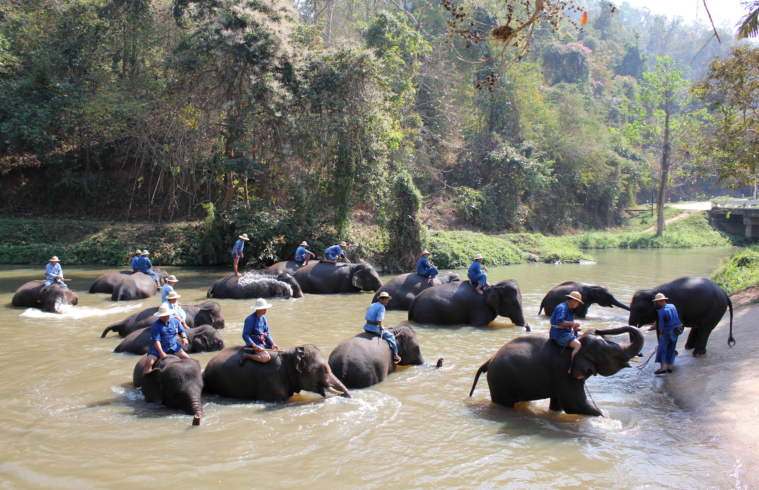 タイ12の秘宝_ランパーン_タイ象保護センター