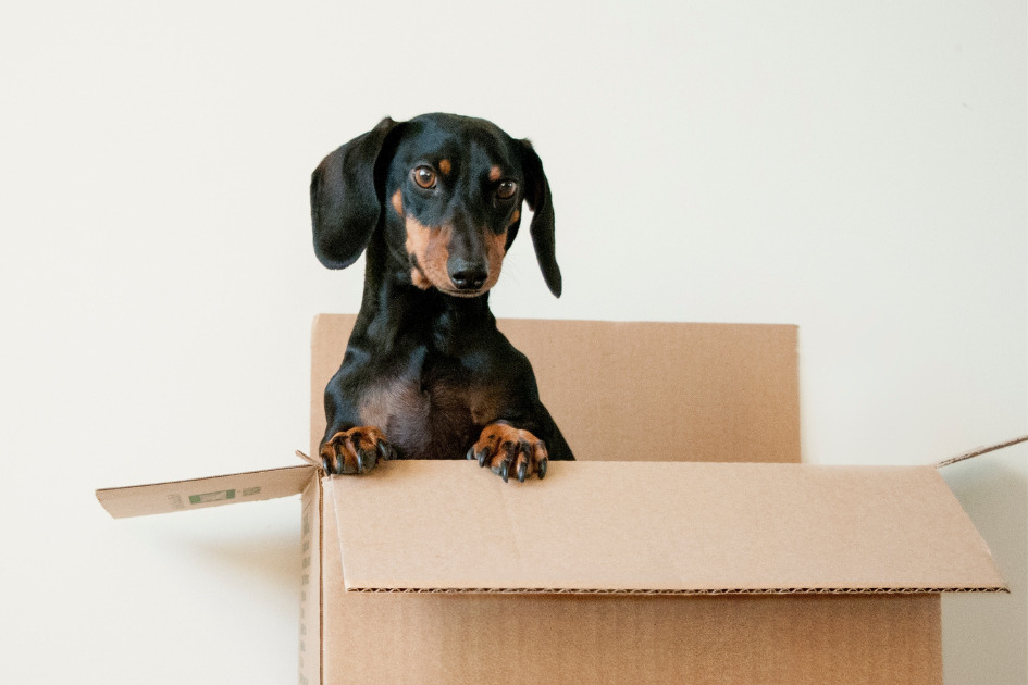 ルームシェア犬